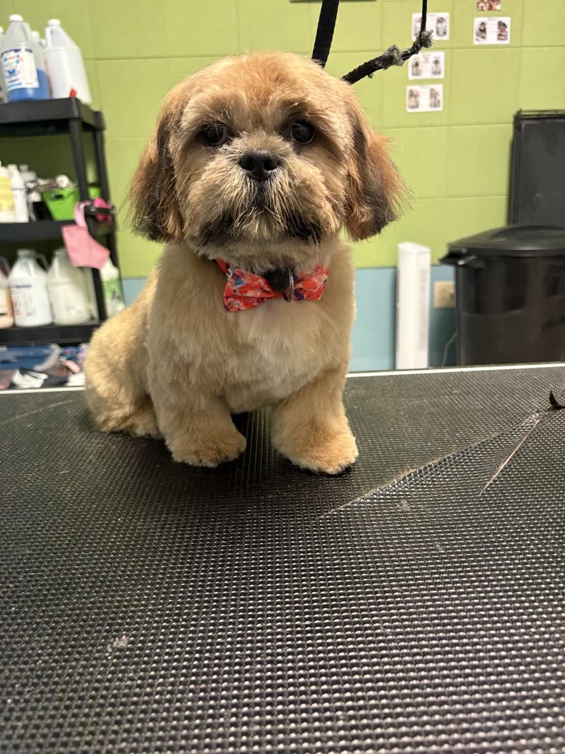 Small groomed Shih Tzu in a red bow tie standing on the grooming table inside the salon