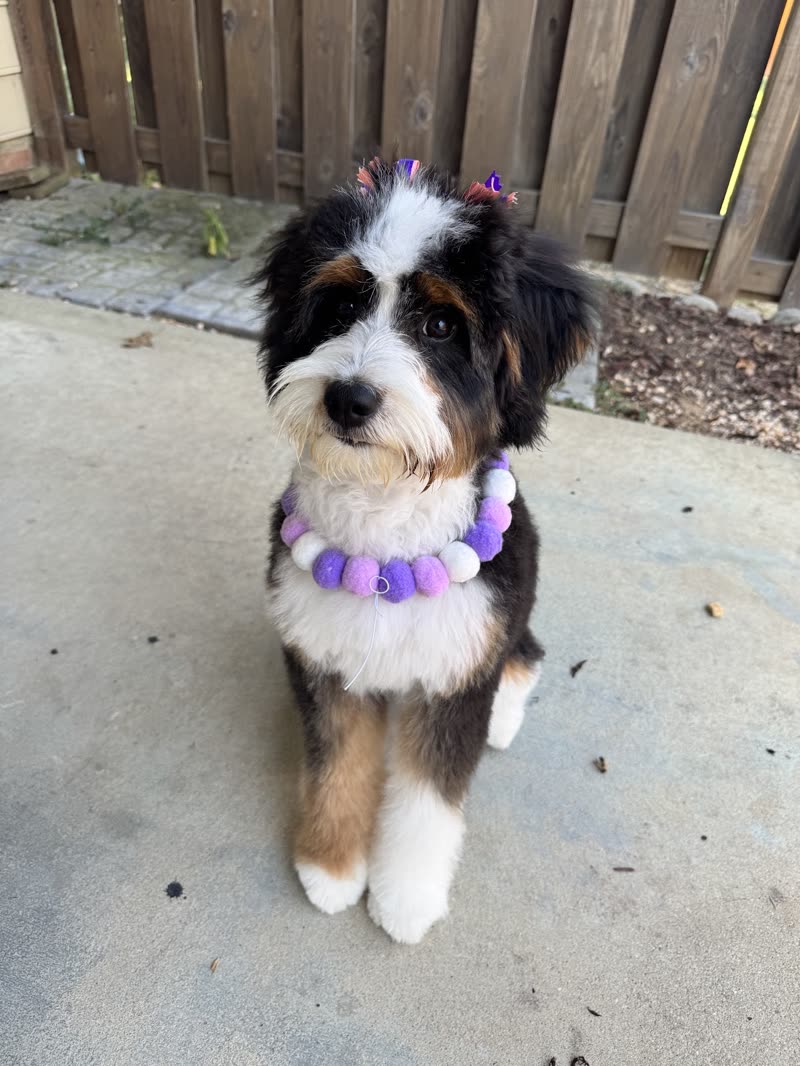 Groomed tricolour Bernedoodle in a purple pom-pom collar and hair bows outdoors