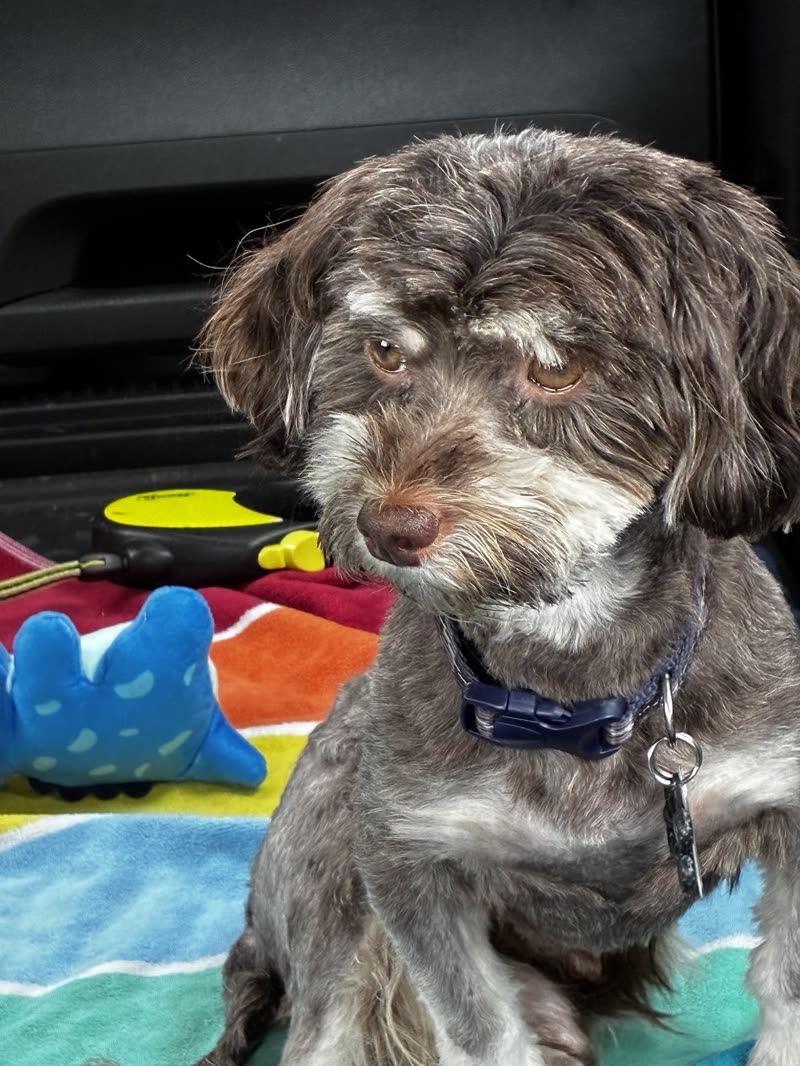 Grey and white curly-coated dog lying on a colourful blanket with its toys