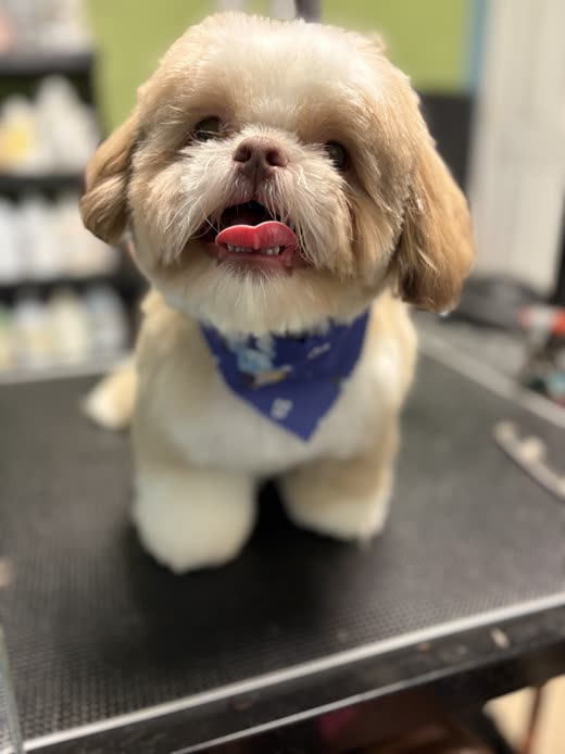 Cream Shih Tzu with a teddy-bear face trim and blue bandana on the grooming table