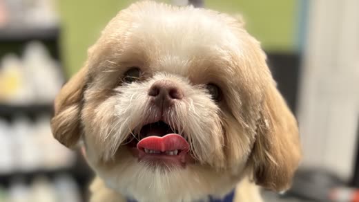 Close-up of a freshly groomed cream Shih Tzu with a rounded face trim