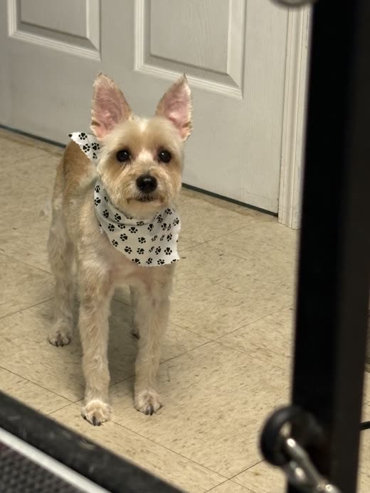 Slim terrier-type dog in a spotted bandana after a short clip