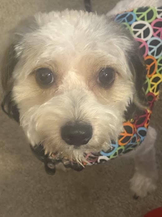 Close-up of a scruffy cream terrier-cross wearing a bright patterned bandana